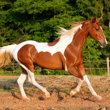 Схема вышивки «loshadi»