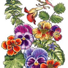 Схема вышивки «анютины глазки»