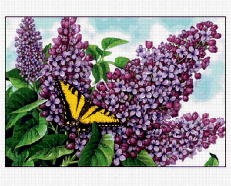 сирень и бабочка - бабочка, сирень - предпросмотр