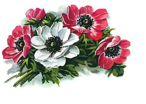 анемоны - анемоны - оригинал