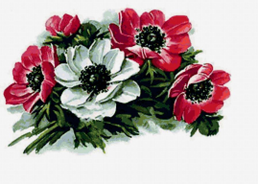 анемоны - анемоны - предпросмотр