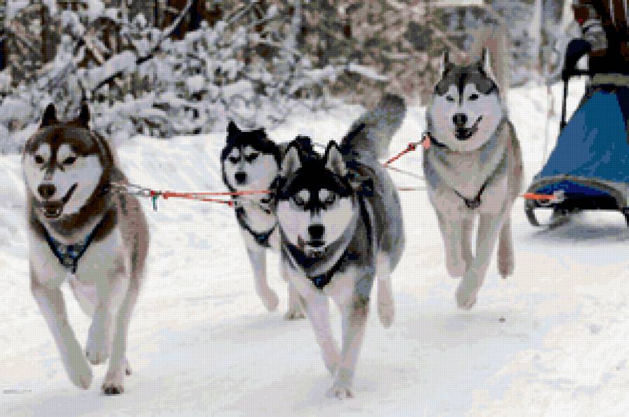 dog - dog - предпросмотр