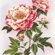 Схема вышивки «пион»