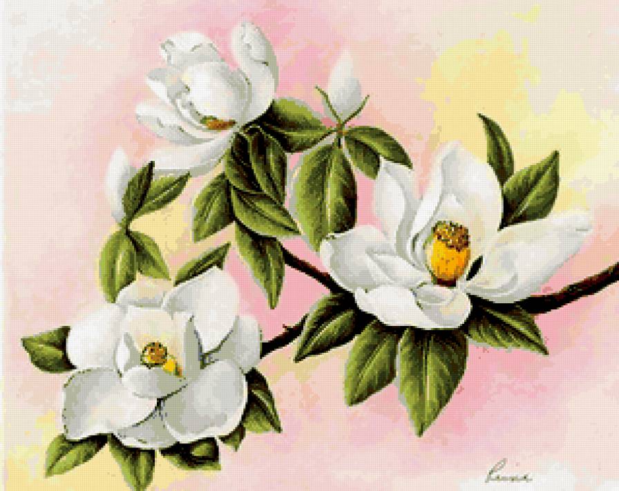 магнолия - предпросмотр