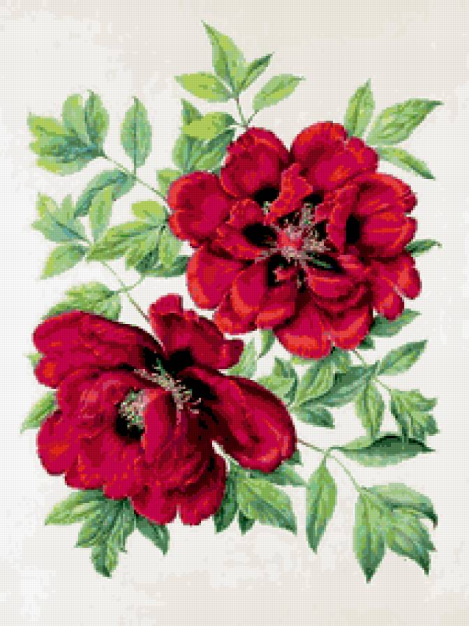 пион - предпросмотр