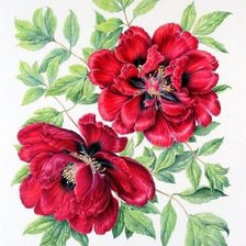 Схема вышивки «пион»