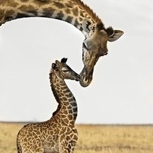 Схема вышивки «Жирафы»