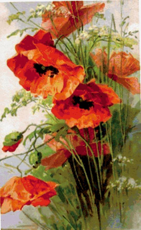 Красный мак - букет, мак, цветы - предпросмотр