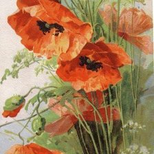 Красный мак