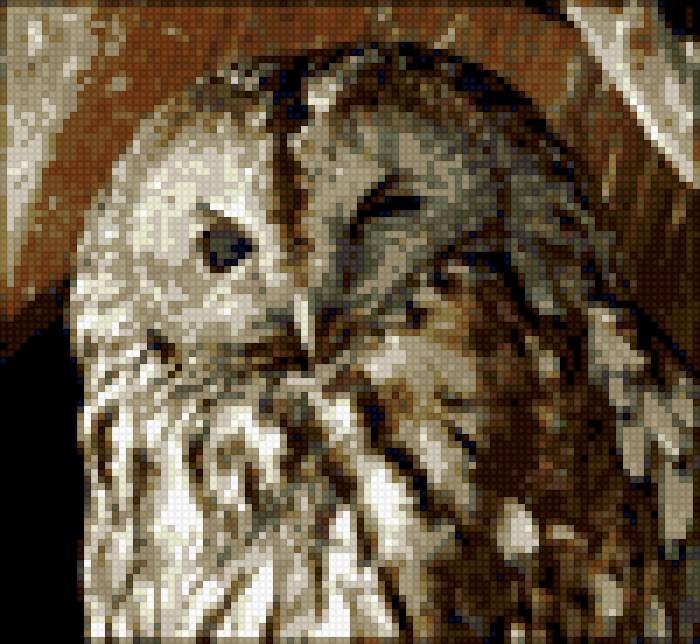 Совушкин прищур - птица, совушки, животные, совы, совушка, сова - предпросмотр