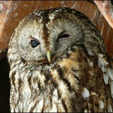 Схема вышивки «Совушкин прищур»