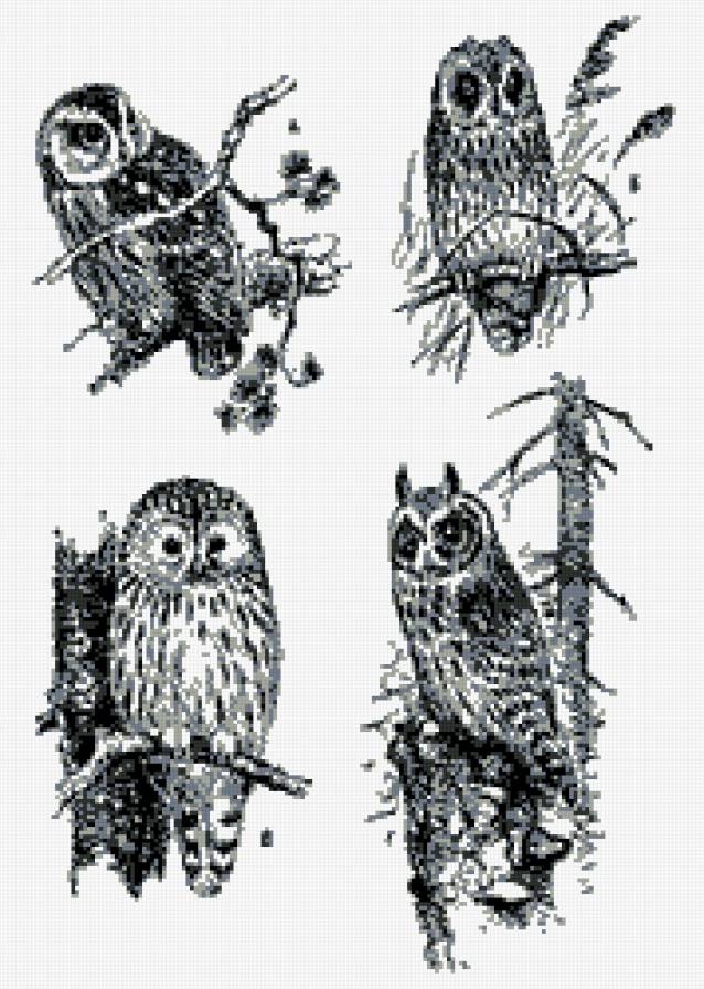 Четыре подружки - совы, совушки, совушка, птица, сова, животные - предпросмотр