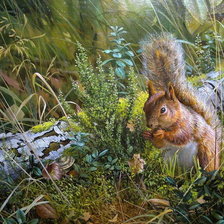 Схема вышивки «Белочка»