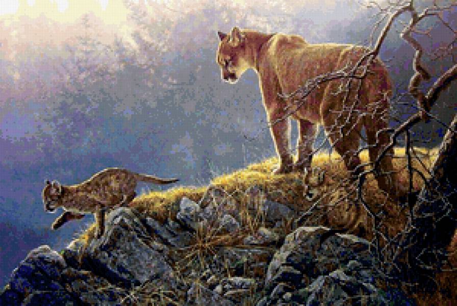 Пума - пума, пейзаж, животные, природа, дикие кошки - предпросмотр