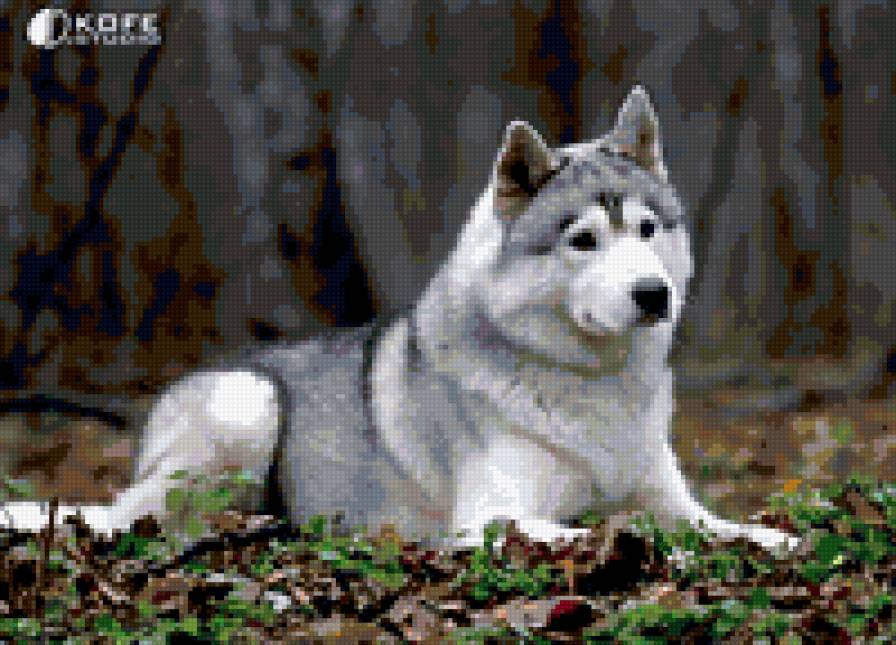 Хаски - предпросмотр