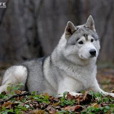 Схема вышивки «Хаски»