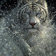 Схема вышивки «Белый тигр»