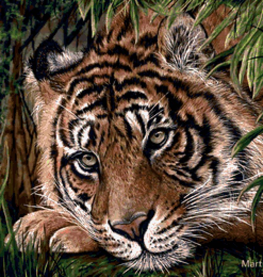 Тигр - тигры, животные - предпросмотр