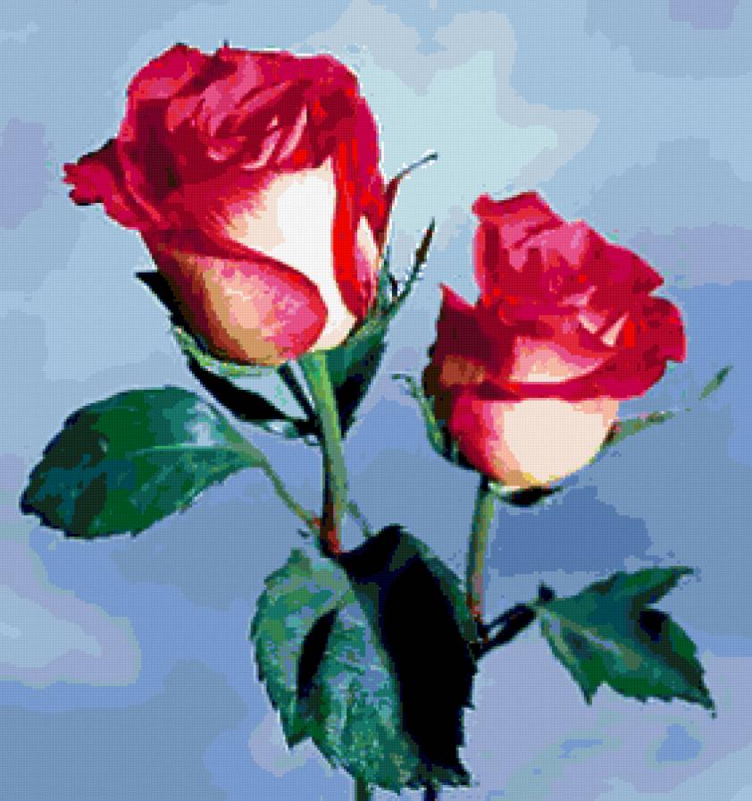 серия "розы" - цветы.розы - предпросмотр