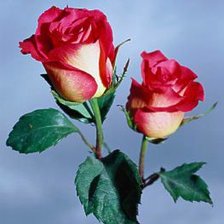 Схема вышивки «серия "розы"»