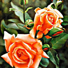 Схема вышивки «серия "розы"»