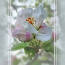 Схема вышивки «№400918»