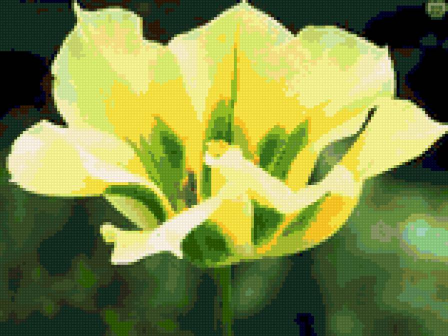 тюльпан - предпросмотр