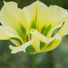 Схема вышивки «тюльпан»