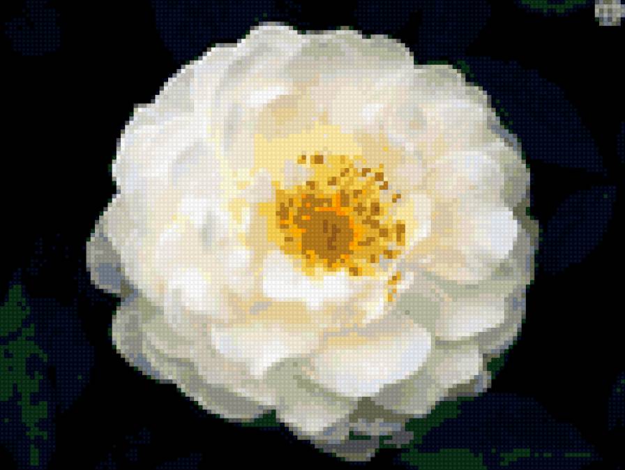 шиповник - предпросмотр