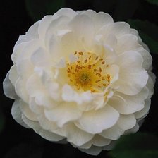 Схема вышивки «шиповник»