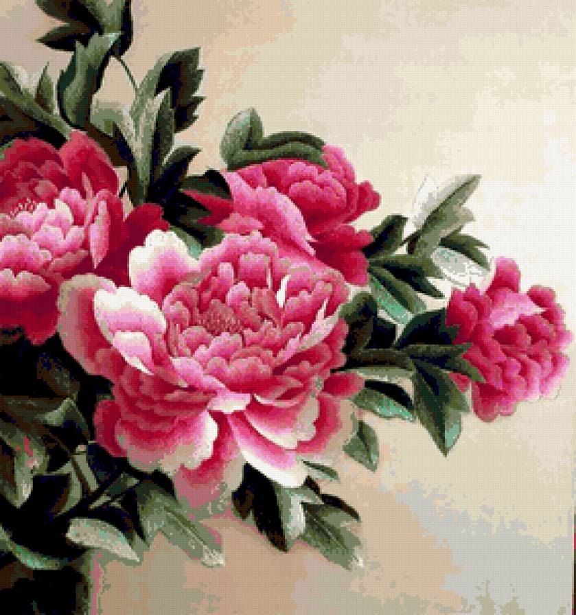 китайский  пион - пион - предпросмотр