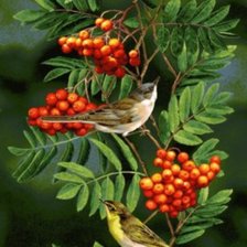 Схема вышивки «птицы на рябине»