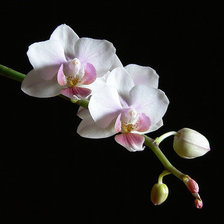 Схема вышивки «орхидея»