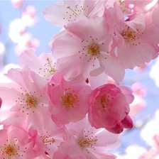 Схема вышивки «сакура»