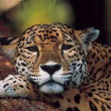 Схема вышивки «Леопард»