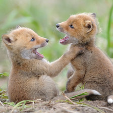 Схема вышивки «Лисята»