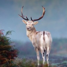 Схема вышивки «Олень»