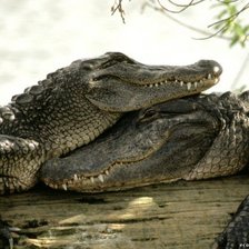 Схема вышивки «крокодилы»