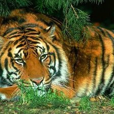 Схема вышивки «тигр»