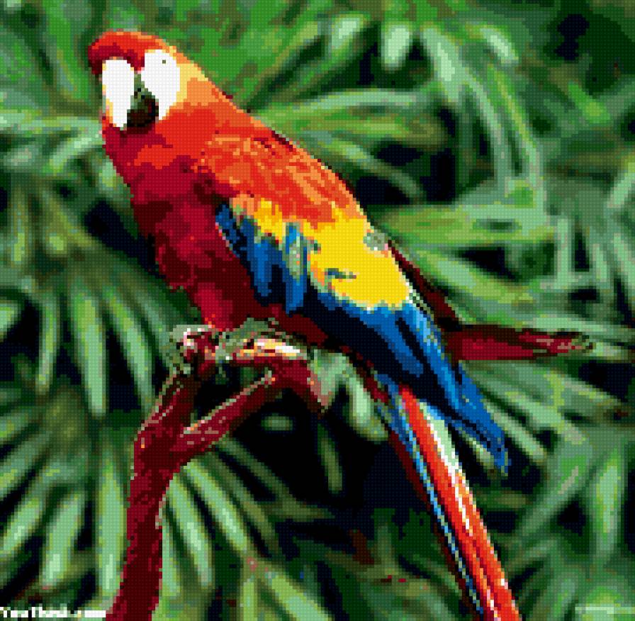 попугай - попугай, экзотика, птицы - предпросмотр