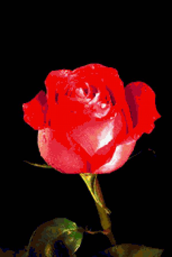 роза - роза, цветок, розы, цветы - предпросмотр