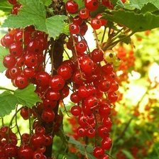 Схема вышивки «смородина»