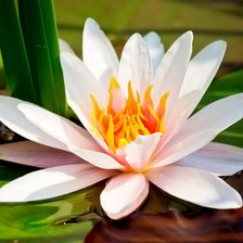 Схема вышивки «Лотос»