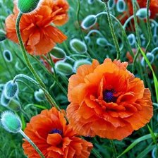 Схема вышивки «Маки.»