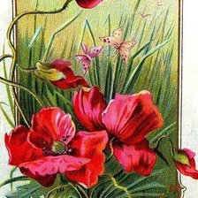 Схема вышивки «маки»