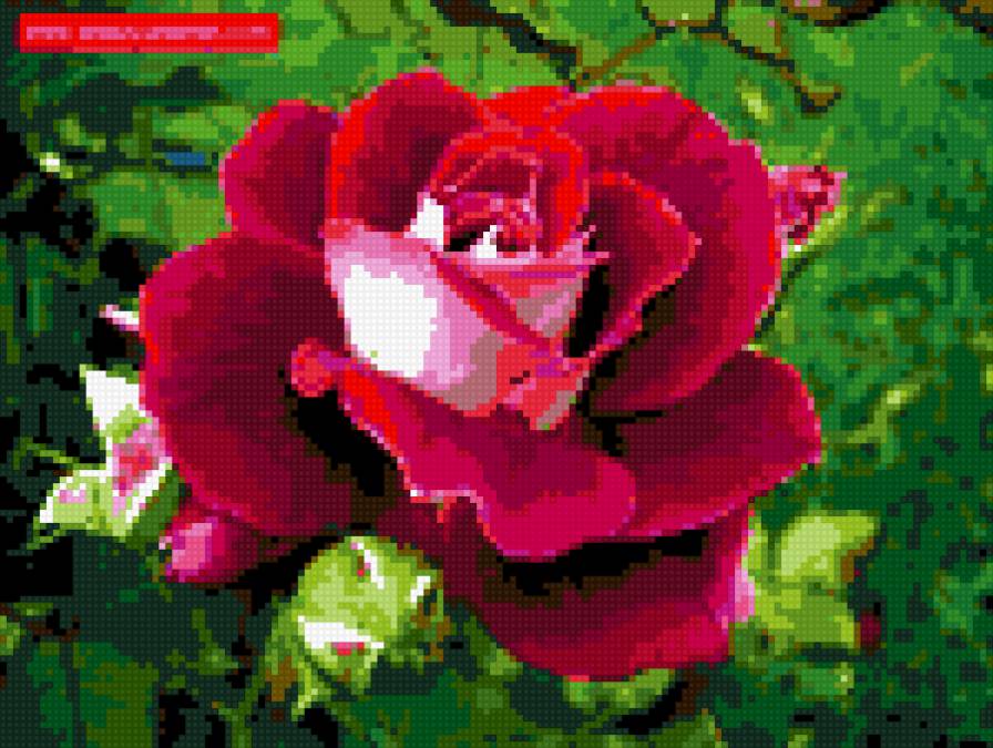 бархатная - роза - предпросмотр