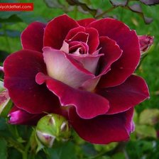 Схема вышивки «бархатная»