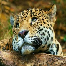 Схема вышивки «леопард»