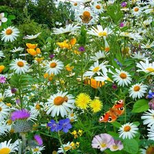 Схема вышивки «Полевые цветы.»