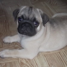 Схема вышивки «Мопс»